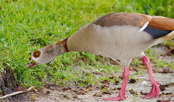 Hungry Goose