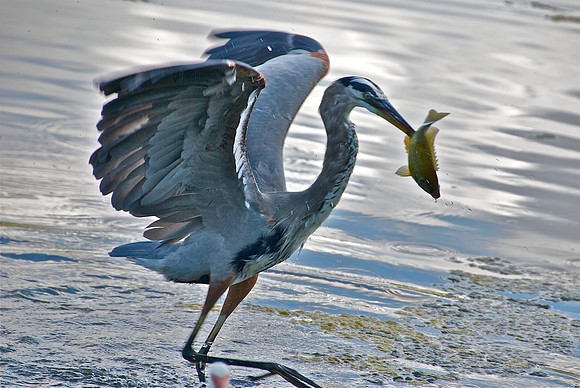 Nice catch, dude!