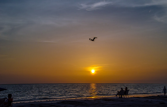 Perfect Peace and a Pelican