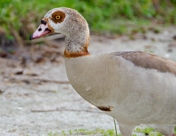 Egyptian Goose
