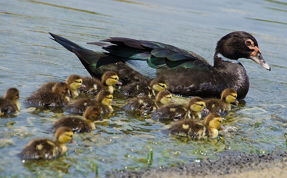 Natural Mama