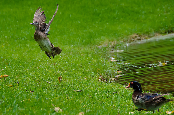 Peep Takes Off