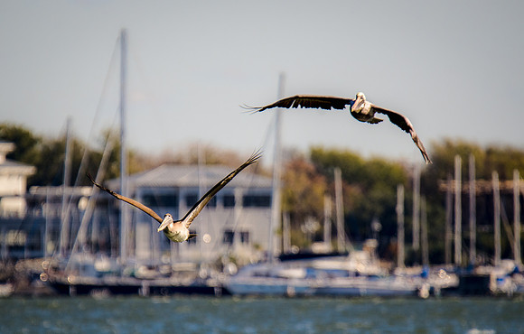 Two Pelicans and a Marina