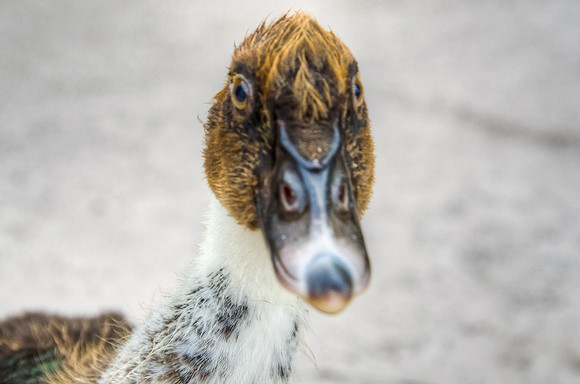 Cuteness in Close-up
