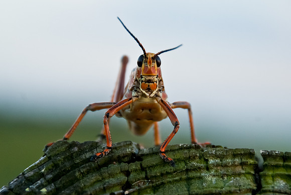 Hopper with 'tude