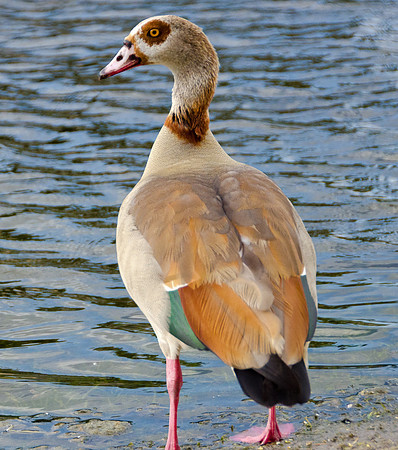 Egyptian Goose in Profile