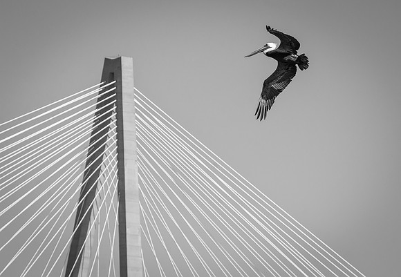 Pelican at the Pinnacle (B&W)