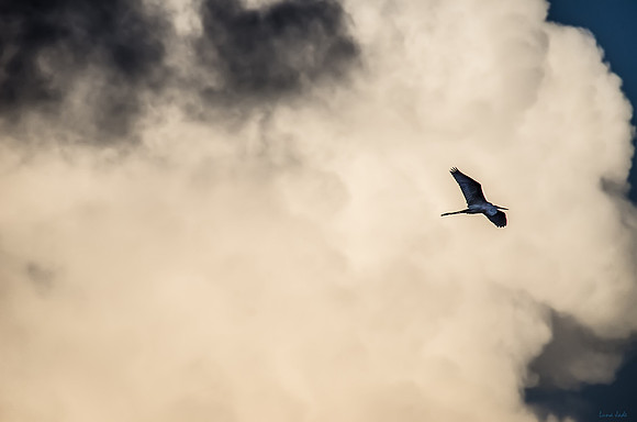 Sailing, Soaring