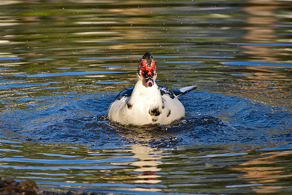 Muscovy Duck Bath