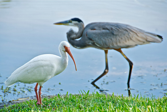 Crasher Ibis