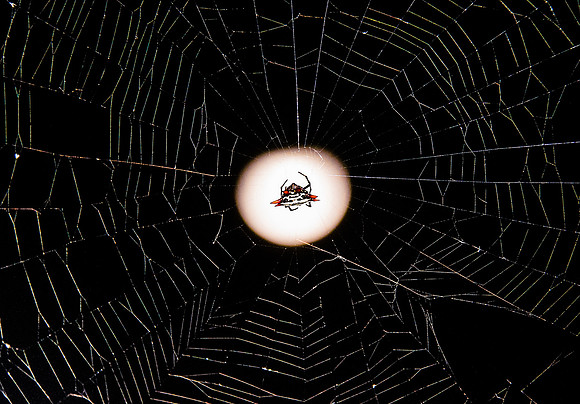 Moon Weaver... Luna Jade ~ BeautySuspended.com