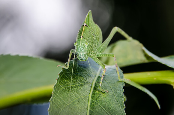 Green Hopper