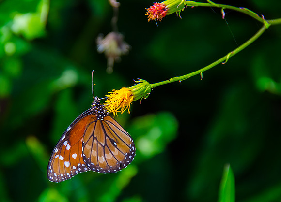 Winged Love Letter