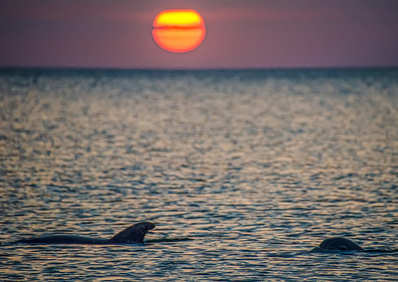 Dolphin Sunset