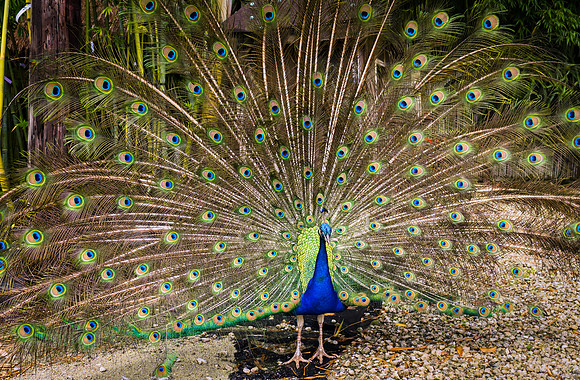 Mr. Majestic