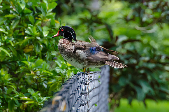 Woody, Perched