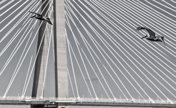 Pelican Harp (Grayscale)