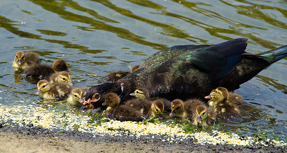 Hungry Mama