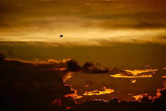 Lone Bird in a Sky of Fire