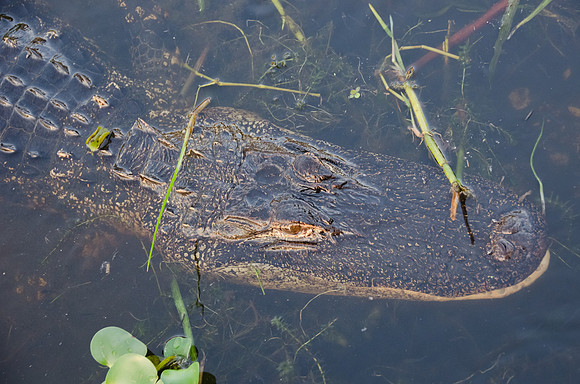 Gator Right Below