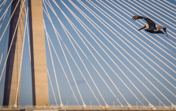 Pelican Harp Solo