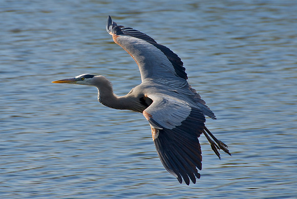 Great Blue Heron in Flight II