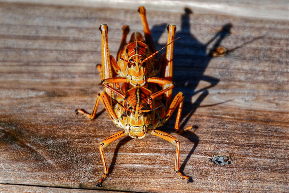 Eastern Lubber Doubledecker