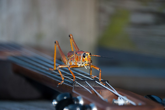 Hopper on a Uke IV