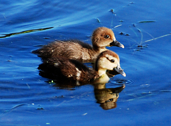 Babies on the Lake