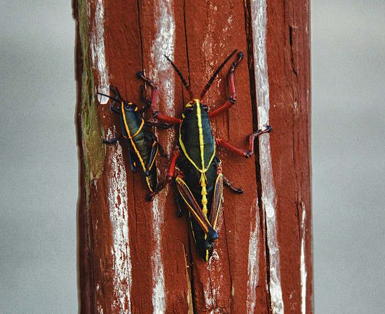 Eastern Lubber Young'uns