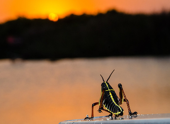 Sunset Hopper