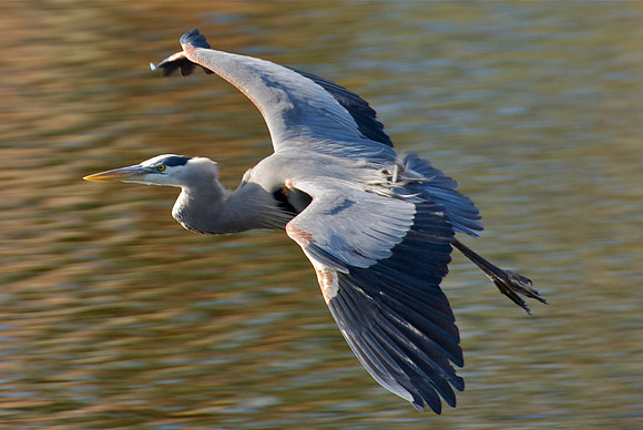 Great Blue Heron in Flight