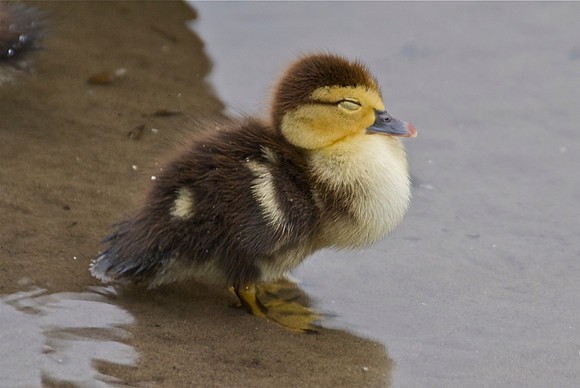 Sleepy Baby Duck