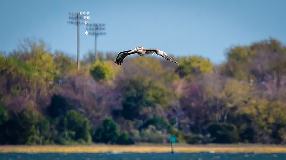 Pelican Picturesque