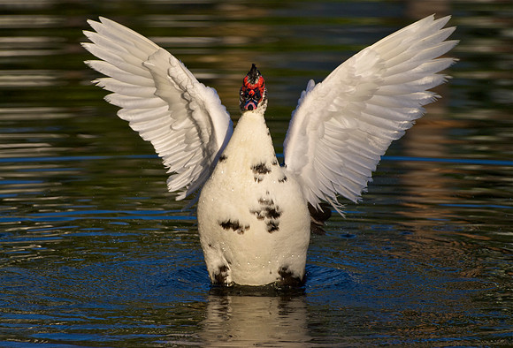 Majestic Muscovy