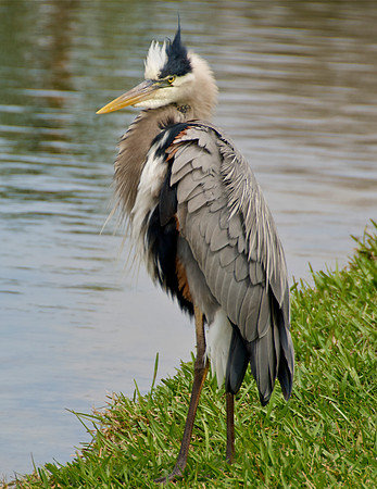 Great Blue Heron Bad Hair Day