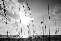 Gazing Through The Grass (B&W)