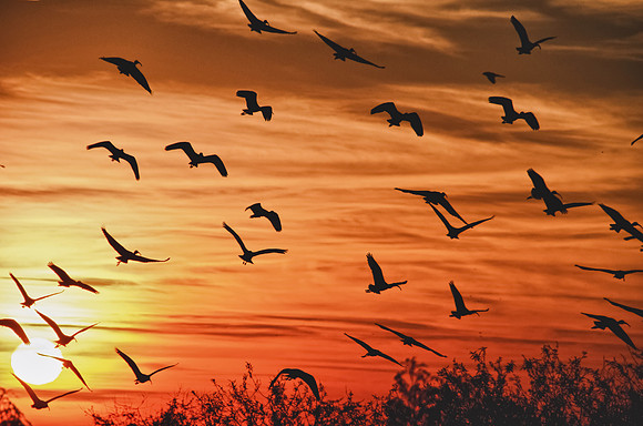 Flocking Home