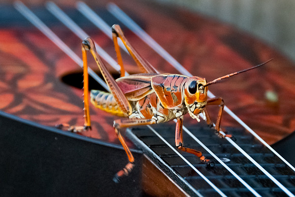 Hopper on a Uke III