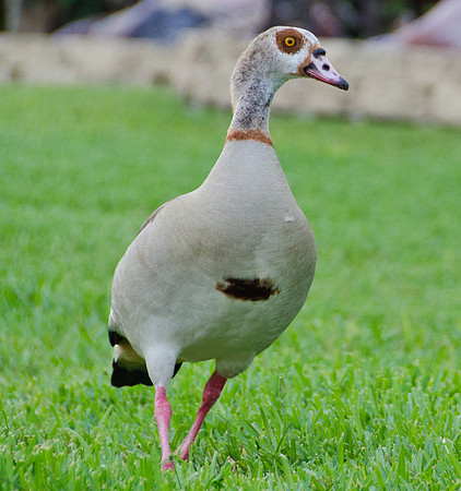 An Egyptian Goose Comes To Visit