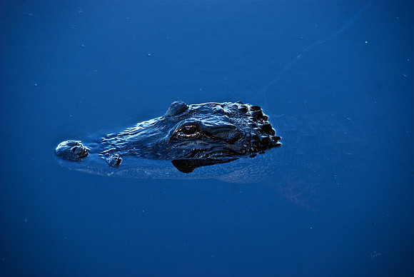 The Tip of the Gator
