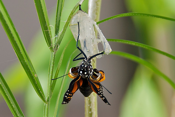 Butterfly Birth 7