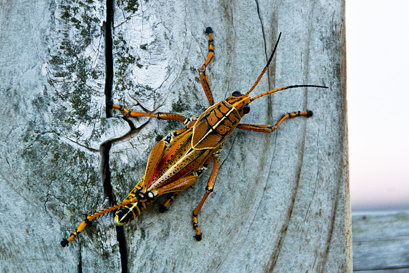 Colorful Climber