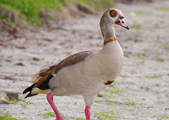 Egyptian Goose