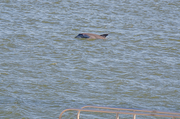Thanksgiving Day Dolphin