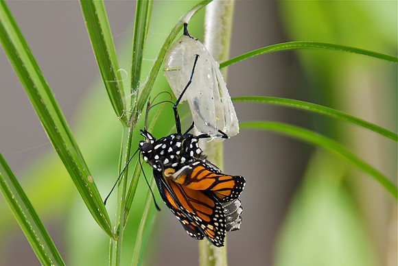 Butterfly Birth 8