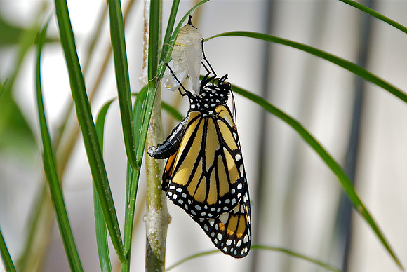 Butterfly Birth 12