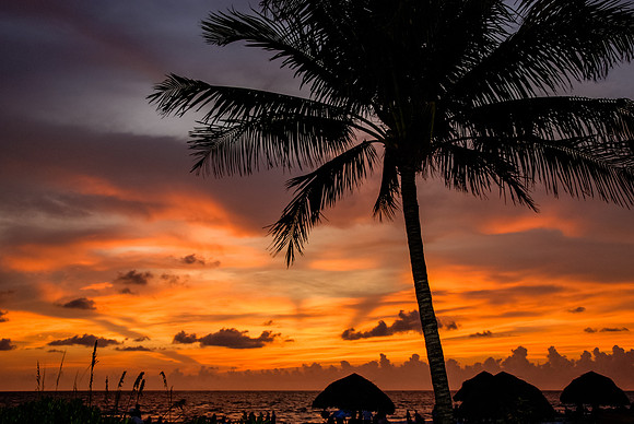 Sunset Palm