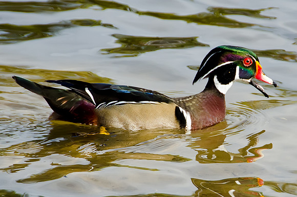 Wood Duck