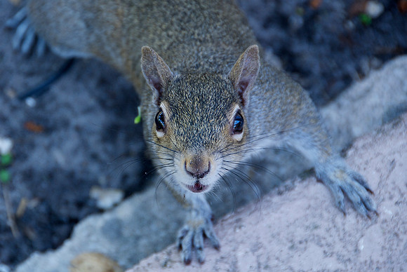 Could You Deny That Face?